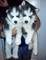 Regalo cachorros Husky en adopción - Foto 1