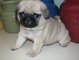 Regalo Cachorros PUG Para Adopción - Foto 1