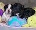 Regalo Hermosos Cachorros bulldog francés - Foto 1