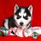Regalo mini lindo regalo cachorros husky siberiano para la adopci