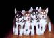 Regalo obedientes cachorros husky siberiano párrafo la adopción - Foto 1