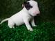 Se vende camada de bull terrier con pedigree - Foto 1