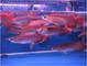 Super rojo arowana peces y muchos otros - Foto 1