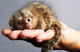 Tenemos dos monos de bebé increíble dedo, un macho y una hembra - Foto 3