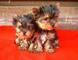 Yorkshire terrier cachorros