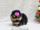 Yorkshire terrier, mini toy...buena calidad - Foto 1