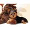 Yorkshire Terrier Toy - Foto 1