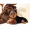 Yorkshire terrier toy