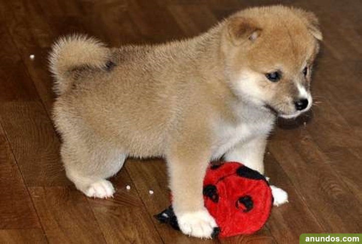 Cachorros de shiba inu de calidad Santa Cruz de Tenerife