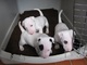Adorable bull terrier toy cachorros a