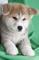 Akita inu, cachorros con garantía por escrito - Foto 1