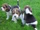 Beagles camada de cachorros nacionales a