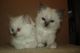 Birman adorable babies