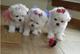 Cachorritos de bichon maltes de linea pequeña