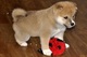 Cachorritos shiba inu de pura raza y con garantía - Foto 1