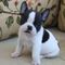 Cachorro de bulldog frances con pedigree(loe) - Foto 1