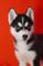 Cachorro de Husky siberiano - Foto 1