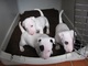 Cachorros adorable de bull terrier