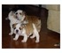 Cachorros akc impresionantes en venta bulldog ingles