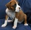 Cachorros beautiful boxer terrier (listo ahora)