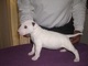 Cachorros bull terrier en l