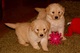 Cachorros de golden retriever regalo