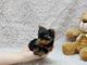 Cachorros de yorkshire terrier - miniture a