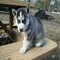 Cachorros husky siberiano gratuitamente - Foto 1