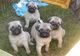 Cachorros pug hermosos (listo ahora)