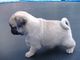 Cachorros pug hermosos terrier (listo ahora)