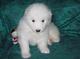 Cachorros samoyedo Hermosas (listo ahora) - Foto 1