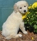 Cachorros terrier maltés Hermosas (listo ahora) - Foto 1
