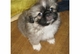 Calidad cachorros pekinés