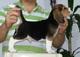 Disponible magnífico semental de beagle tricolor - Foto 1