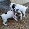 /////Dos cachorros de Jack Russell Terrier para su//// - Foto 1