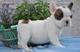 Extraordinarios cachorros bulldog . frances seleccionados - Foto 1
