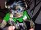 Finos ejemplares yorkshire terrier carita de muñeca