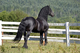 Friesian caballo semental