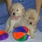 Golden retriever macho y hembra a