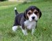 Hermosos cachorros beagle (listo ahora)