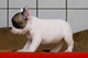 Hermosos cachorros Bulldog francés (listo ahora) - Foto 1