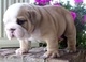 Hermosos cachorros bulldog inglés (listo ahora)