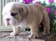 Hermosos cachorros bulldog inglés (listo ahora)