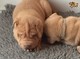 Hermosos cachorros shar pei (listo ahora)