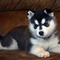 Hermosos cachorros siberian husky (listo ahora)