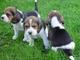 Imprasionates cachorros beagle - Foto 1