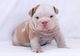 Impresionante bulldog inglés cachorros macho tenemos