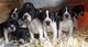 Impresionantes cachorros Pointer inglés negro y blanco - Foto 1