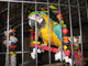 Loros guacamayo azul y oro disponibles