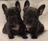 Los cachorros Bulldog francés Hermosas Terrier (listo ahora) - Foto 1